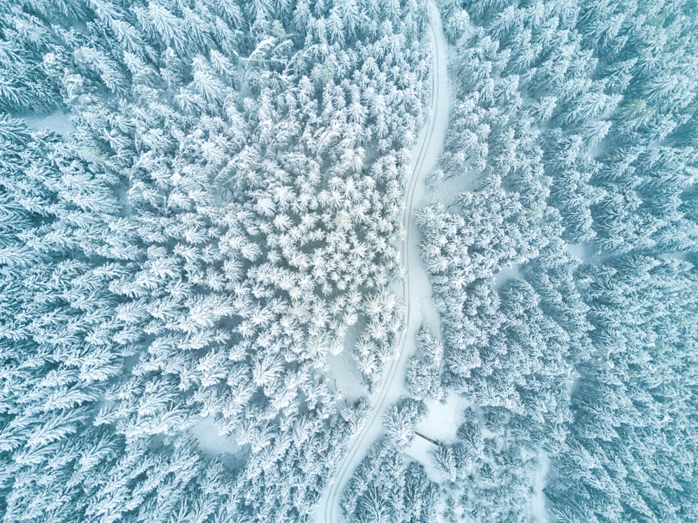 Photographie aérienne d’arbres
