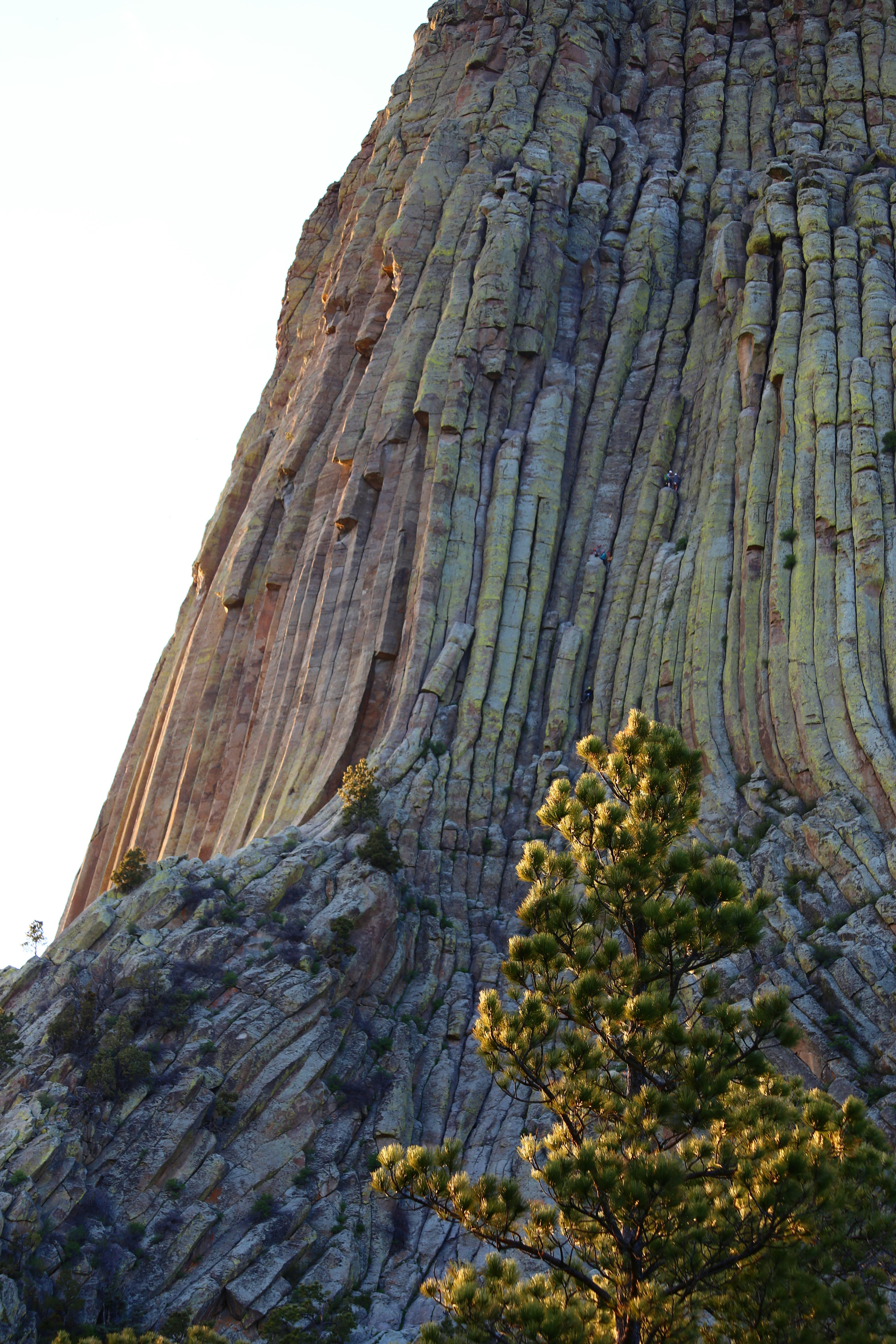 árboles de hojas verdes cerca de la montaña