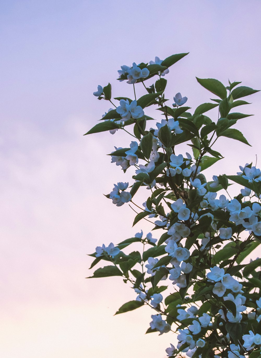 Fotografía de enfoque selectivo de flor blanca