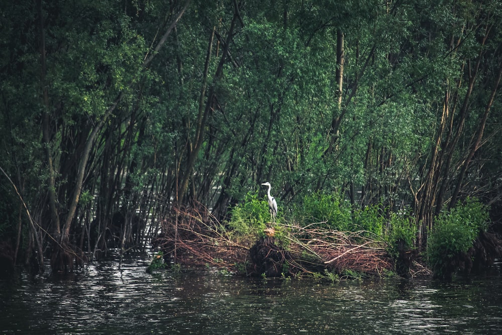 white bird between trees