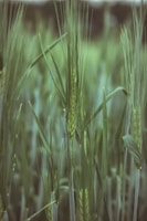 a close up of a field of green wheat
