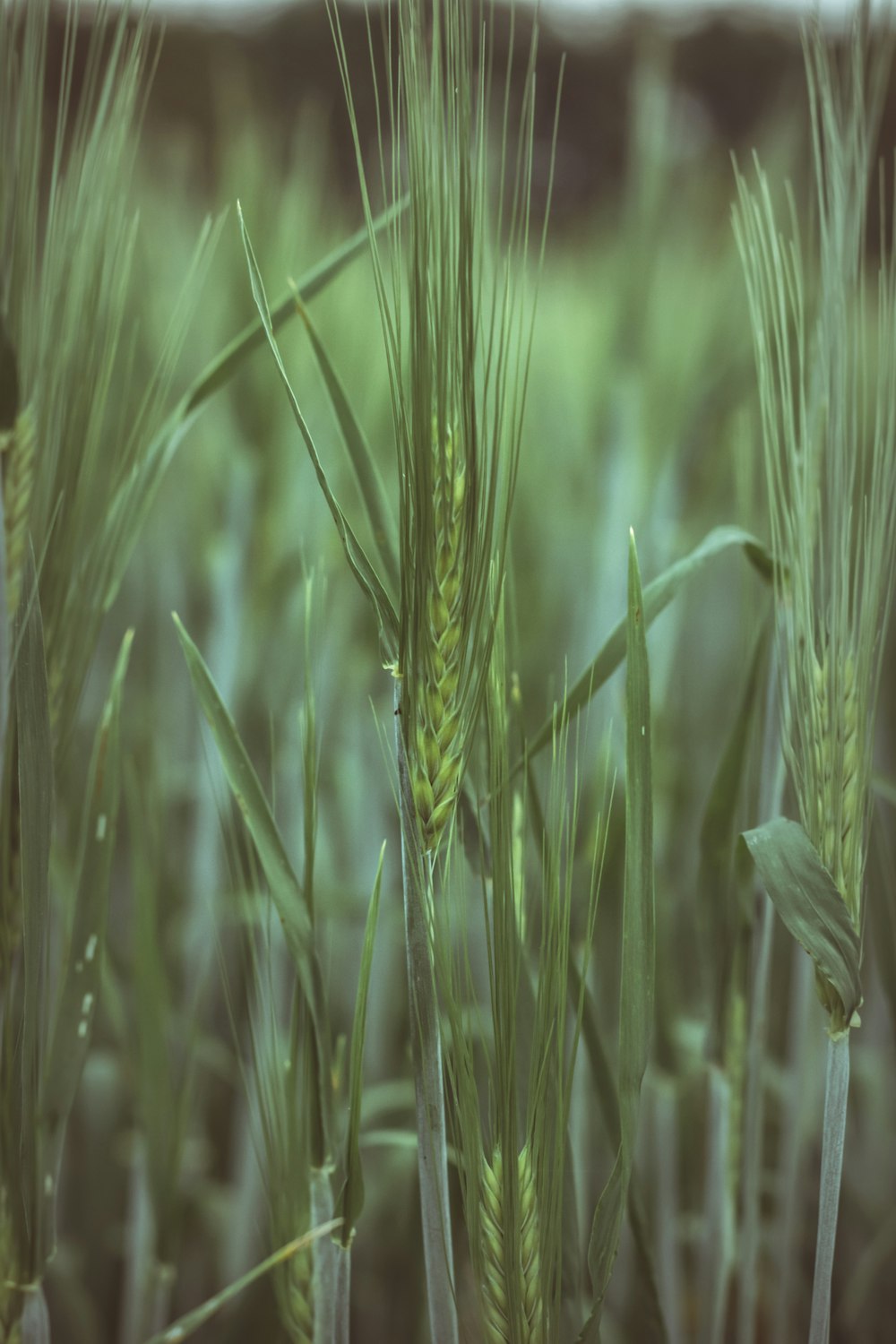 a close up of a field of green wheat