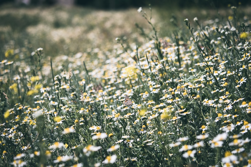 Fotografia a fuoco selettiva di fiori bianchi