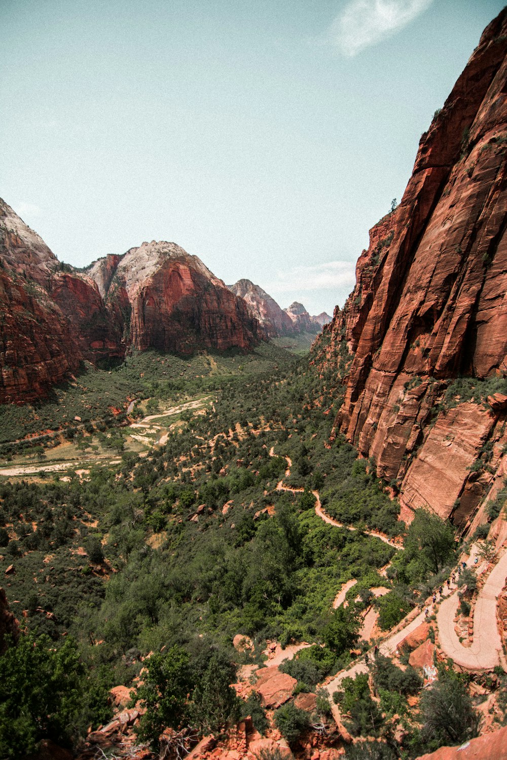 green trees beside cliff