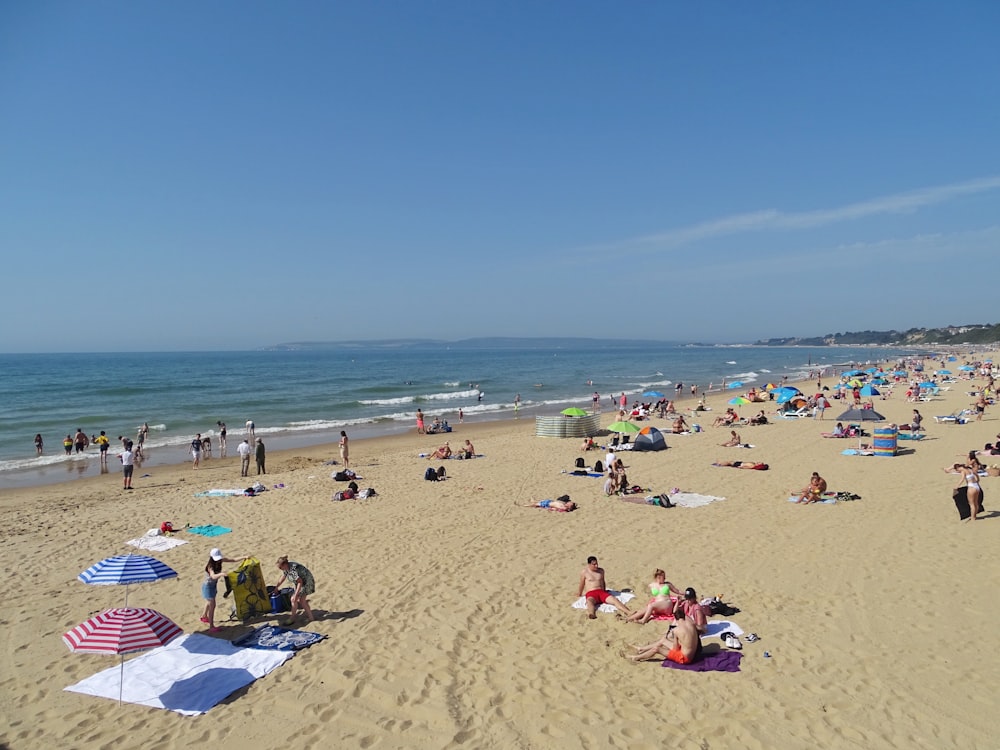 people sunbathing on seashore