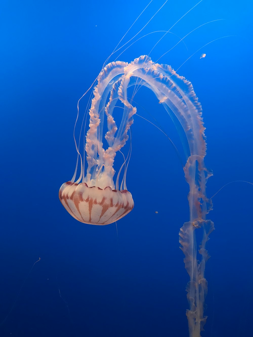 white and orange jellyfish photo