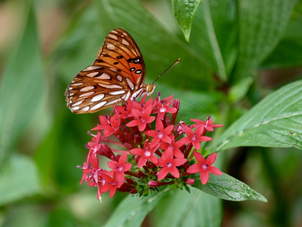 brown and white butterfly on red 5-petal flower close-up photography