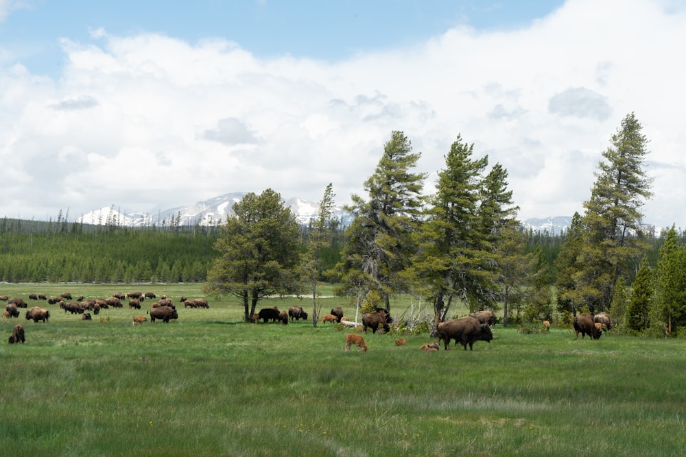 herd of yaks on field