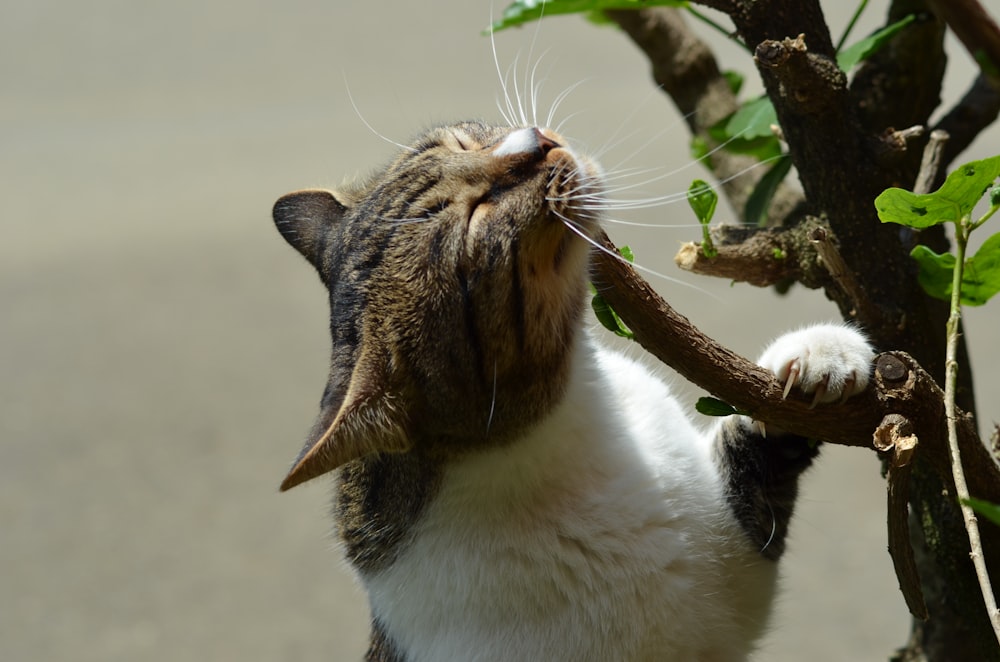 cat standing and holding tree