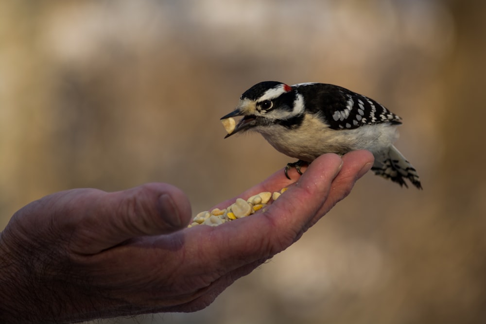 person feeding black and white bird