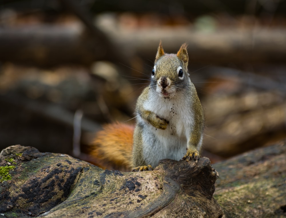 white and brown squirrel close-up photography