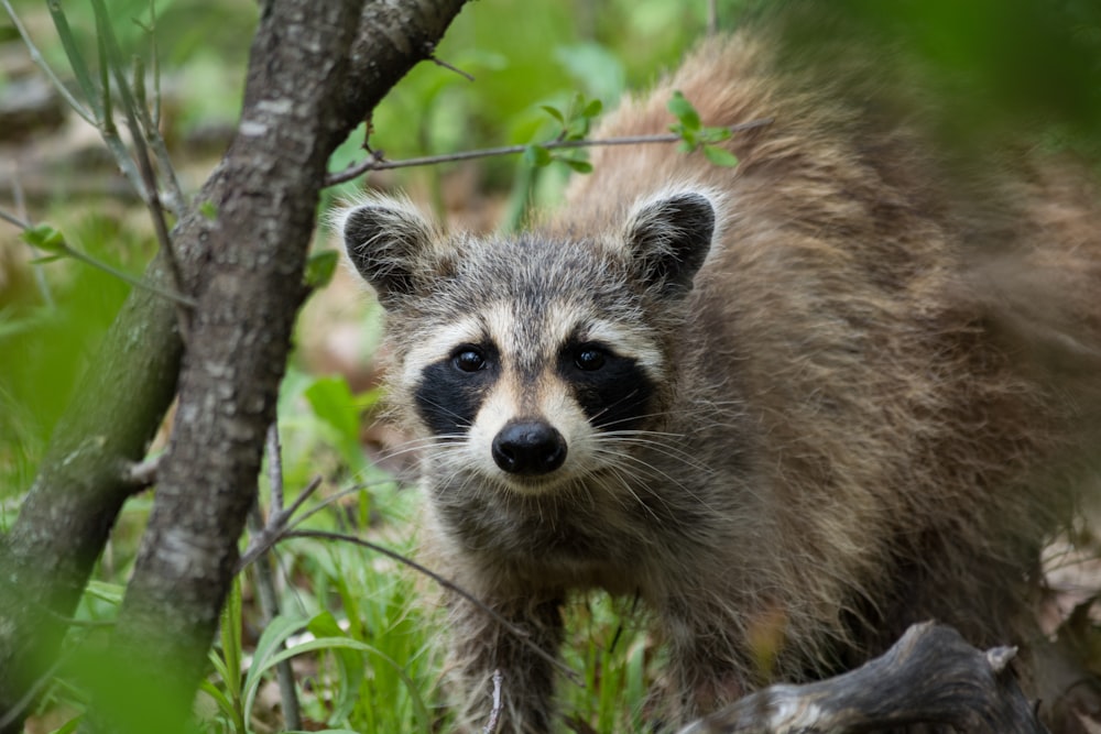 raccoon on ground near branch