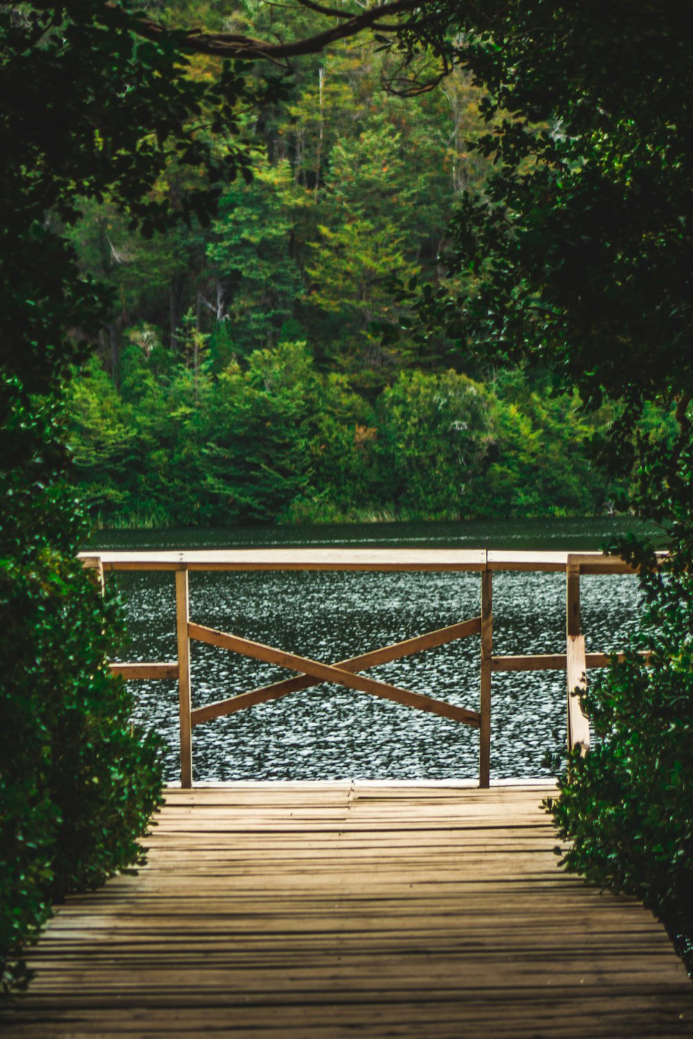 plants and trees beside wooden dock