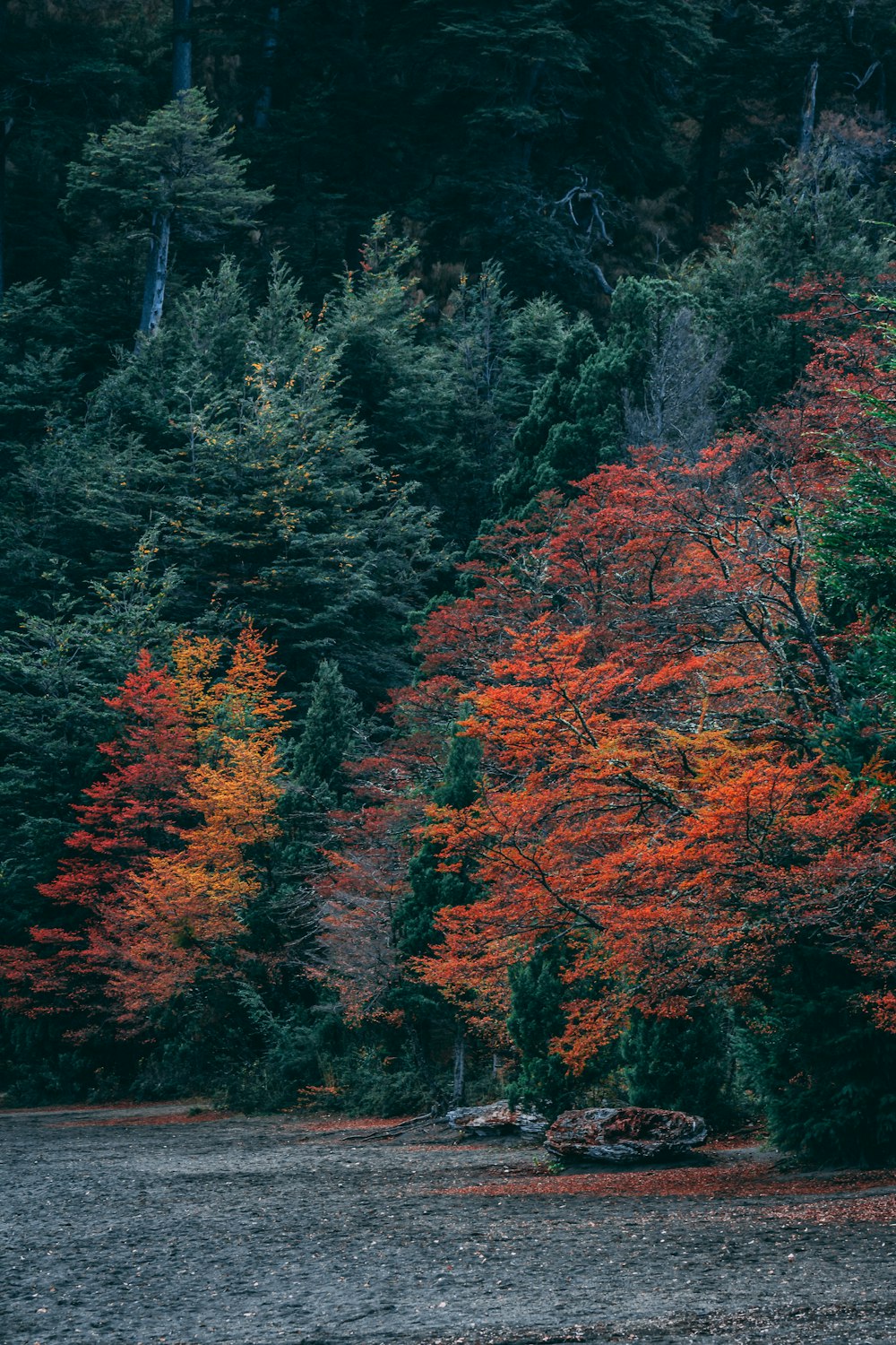 red-leafed tree