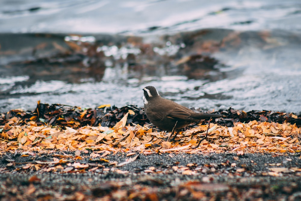 brown bird