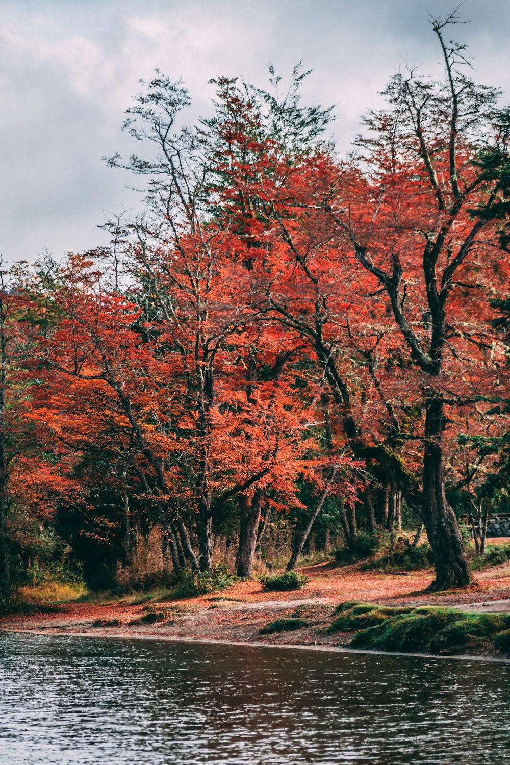 red-leafed trees during daytime