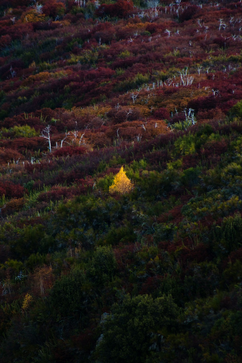 green-leafed trees