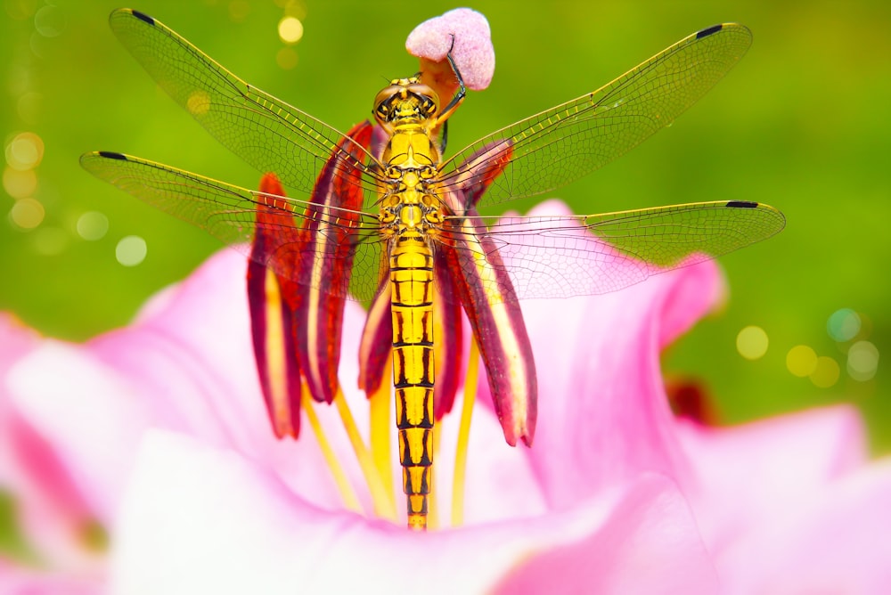 yellow dragonfly