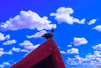 A friendly technician installing pigeon repellent spikes on a clean white building facade under a bright blue sky.