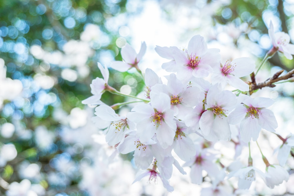 white-petaled flowers