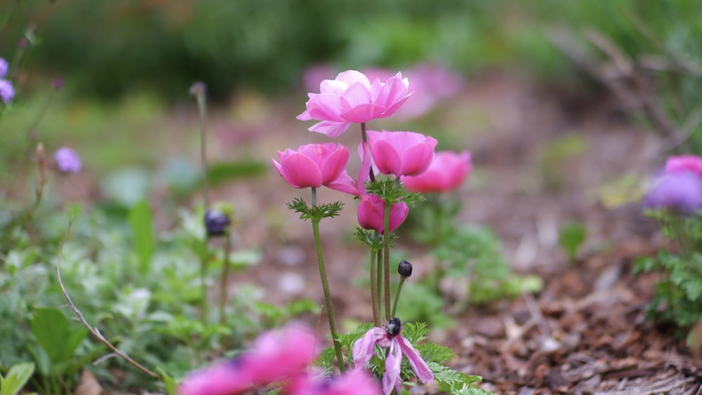 pink and white petaled flowers close-up photography