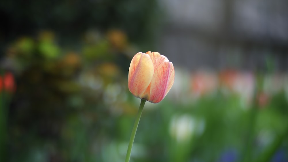 pink tulip flowers