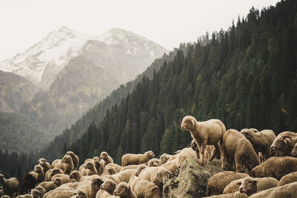 pecore marroni vicino agli alberi verdi
