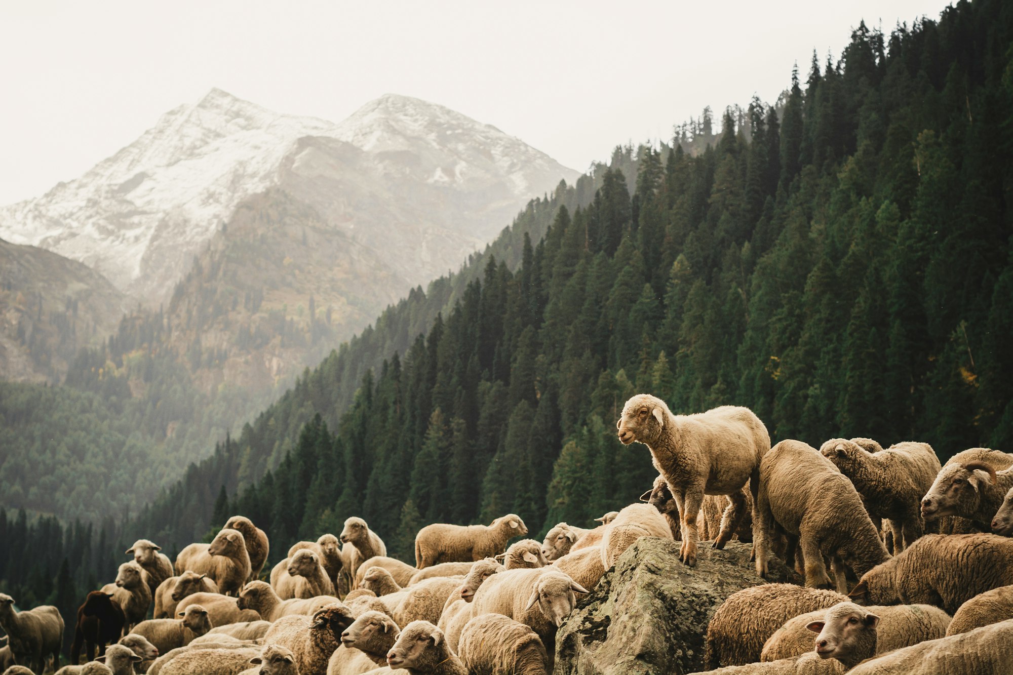 In The Land of Kashmir Valley, Pahalgam. A flock of sheeps