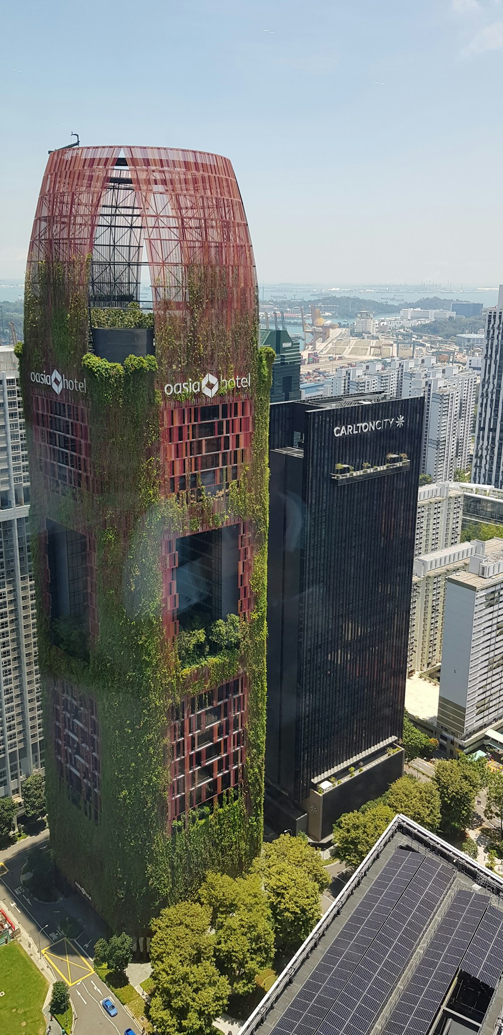 高層ビルに登る緑の蔓