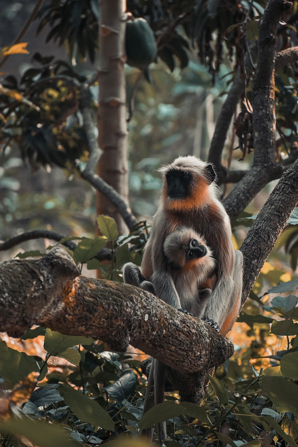 two grey monkeys on tree