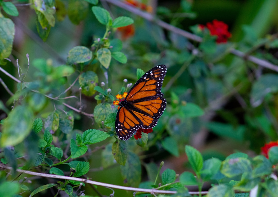 black and red monarch butterfly