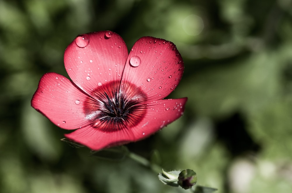 red petaled flower