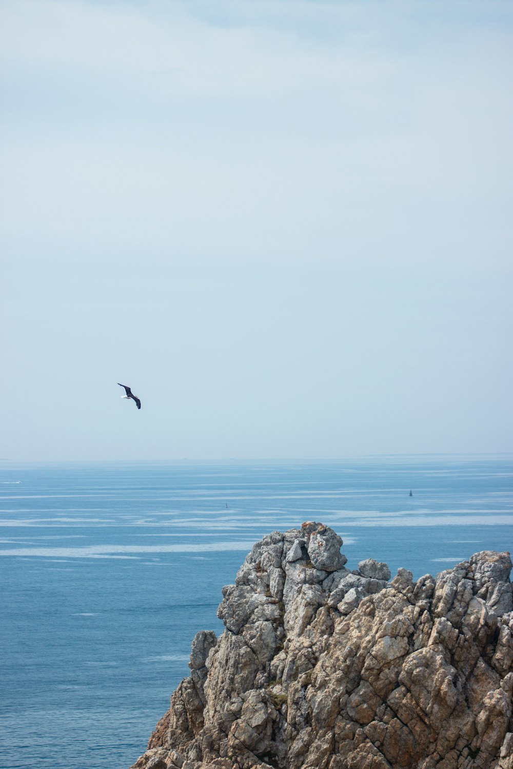 photography of flying bird during daytime