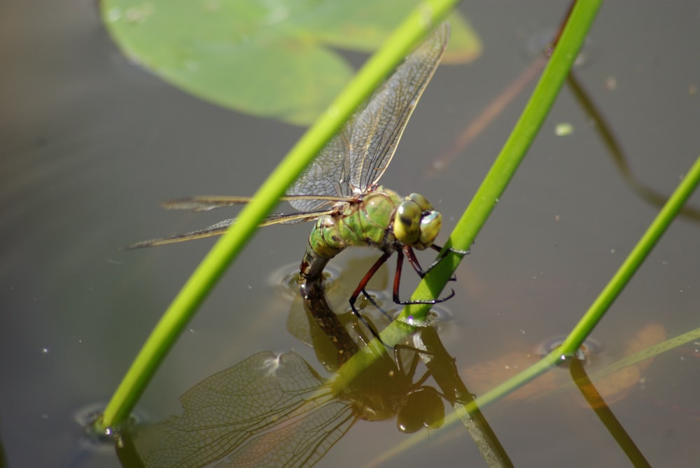 fotografia em close-up de libélula verde