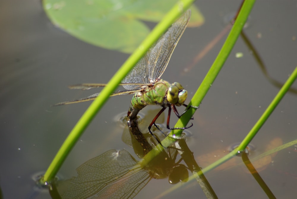 Grüne Libelle Nahaufnahme