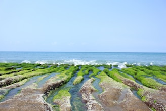 Cosmetic Scientist Algae Oil