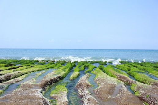 Cosmetic Scientist Algae Oil