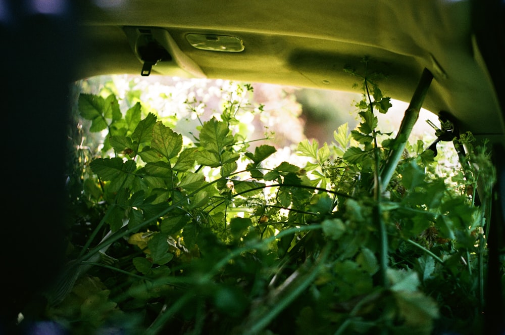 closeup photo of green leaf plants