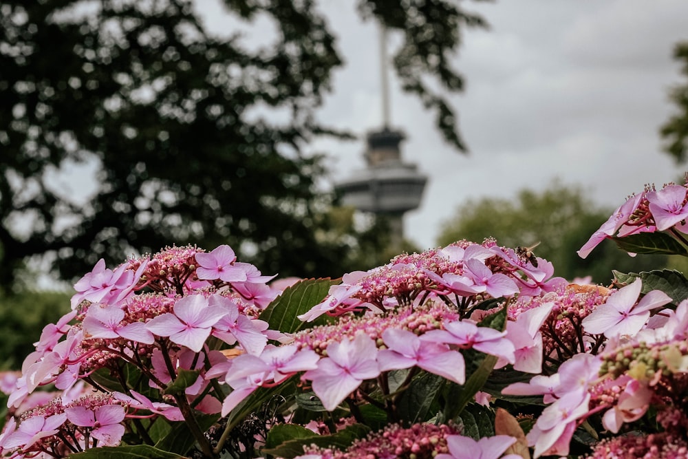 selective focus photography of pink flowers