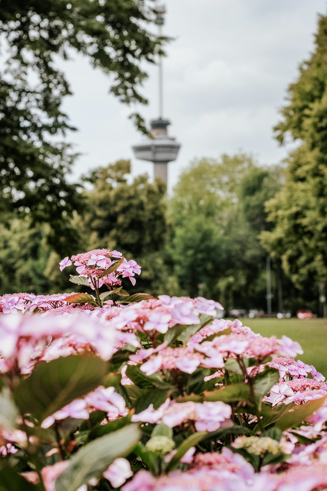 pink flowers and green leaves