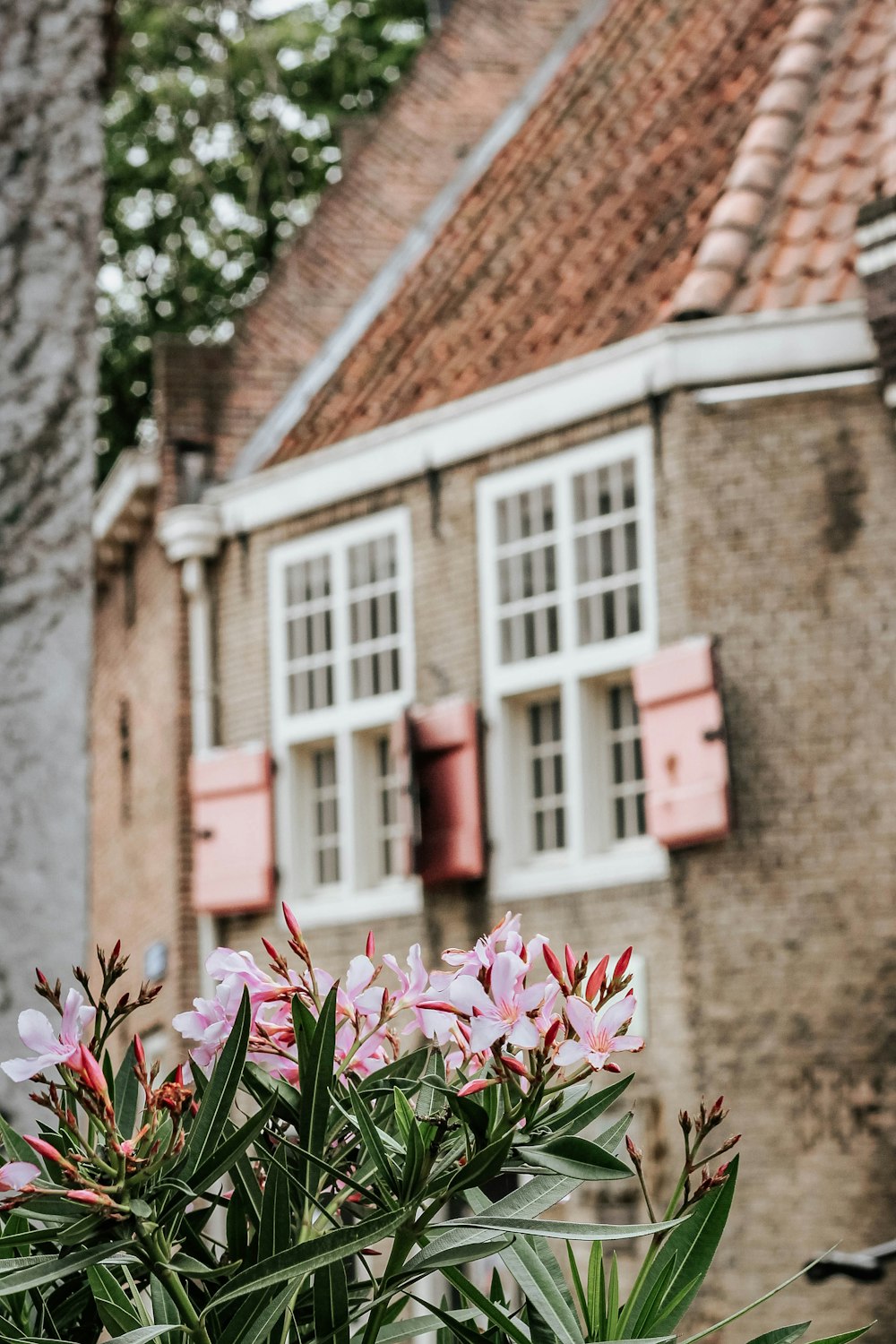 pink flowering green plant