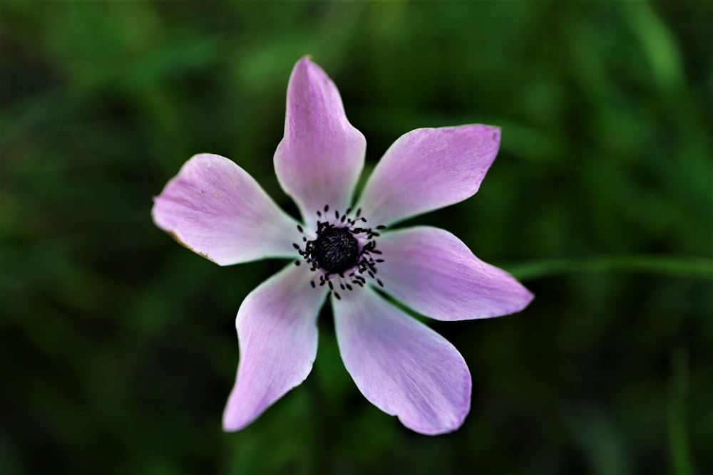 purple and white 6-petal flower close-up photography