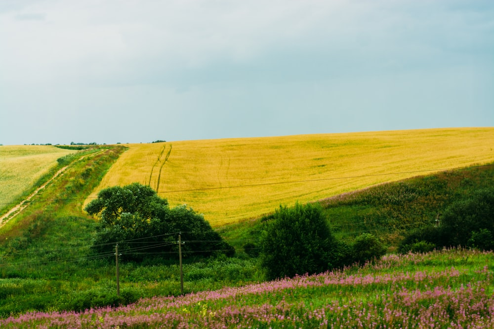 árvores verdes perto do campo amarelo