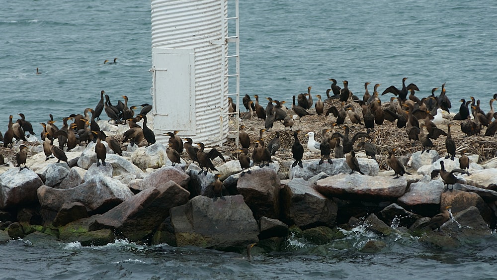 flock of birds on rocks