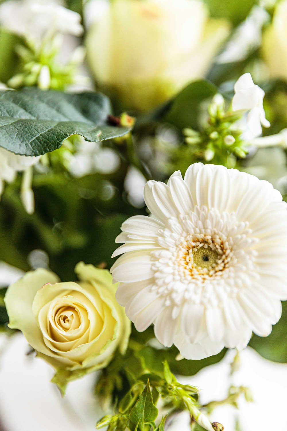 Foto flor de gerbera blanca – Imagen Planta gratis en Unsplash