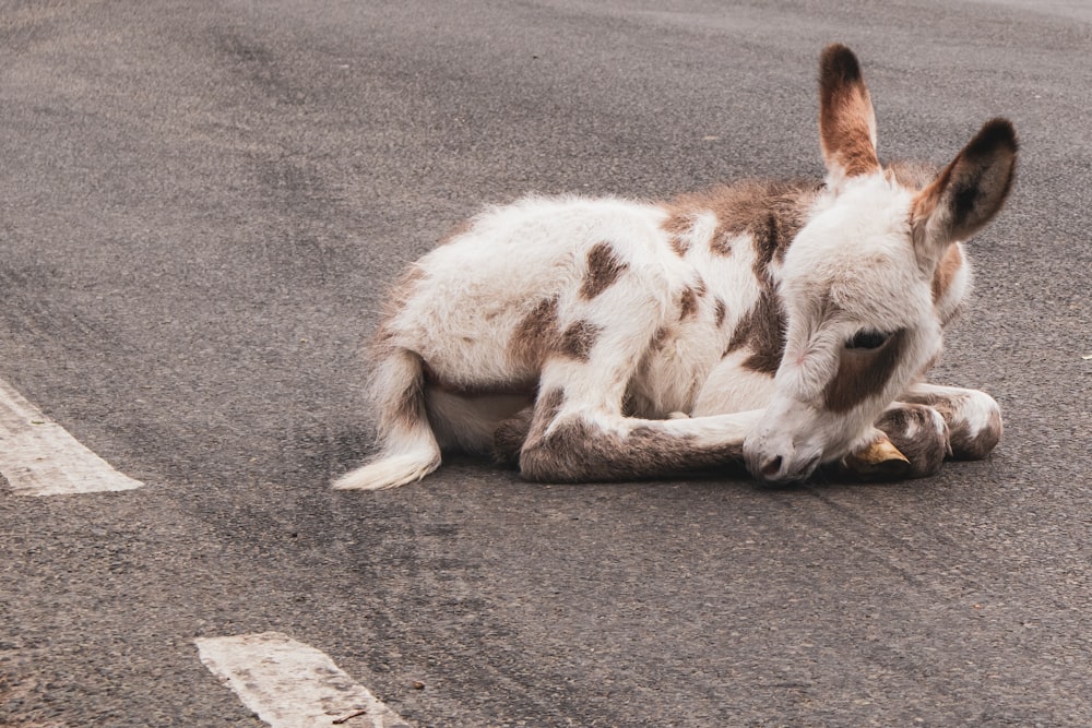 white and brown goat lying at road