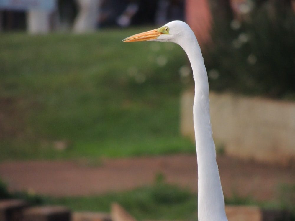 white bird close-up photography