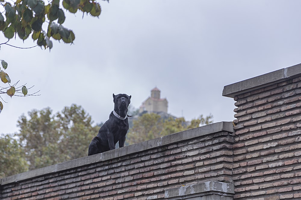 short-coated black dog close-up photography