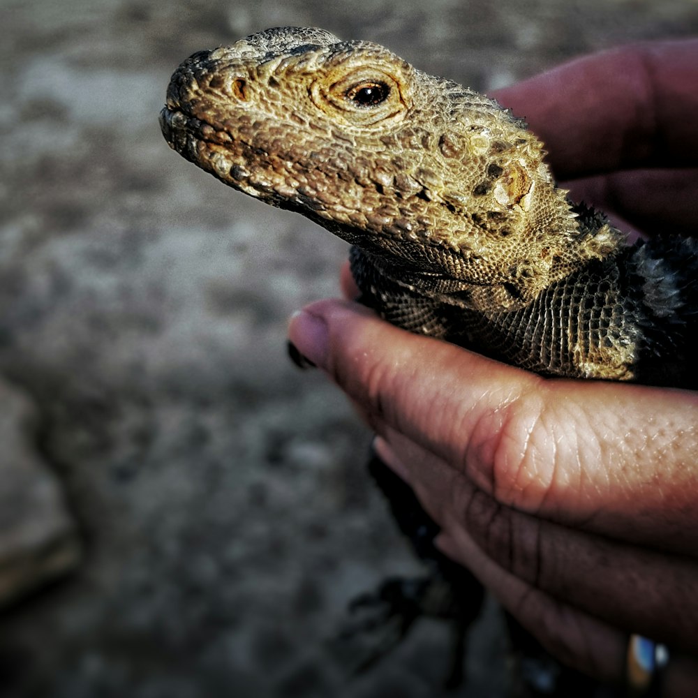 person holding iguana