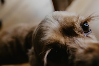 A close-up view of a dog's eye, capturing the details of its fur and eyelashes with a blurred background. The focus is on the eye, which reflects light, creating an intense and curious expression.
